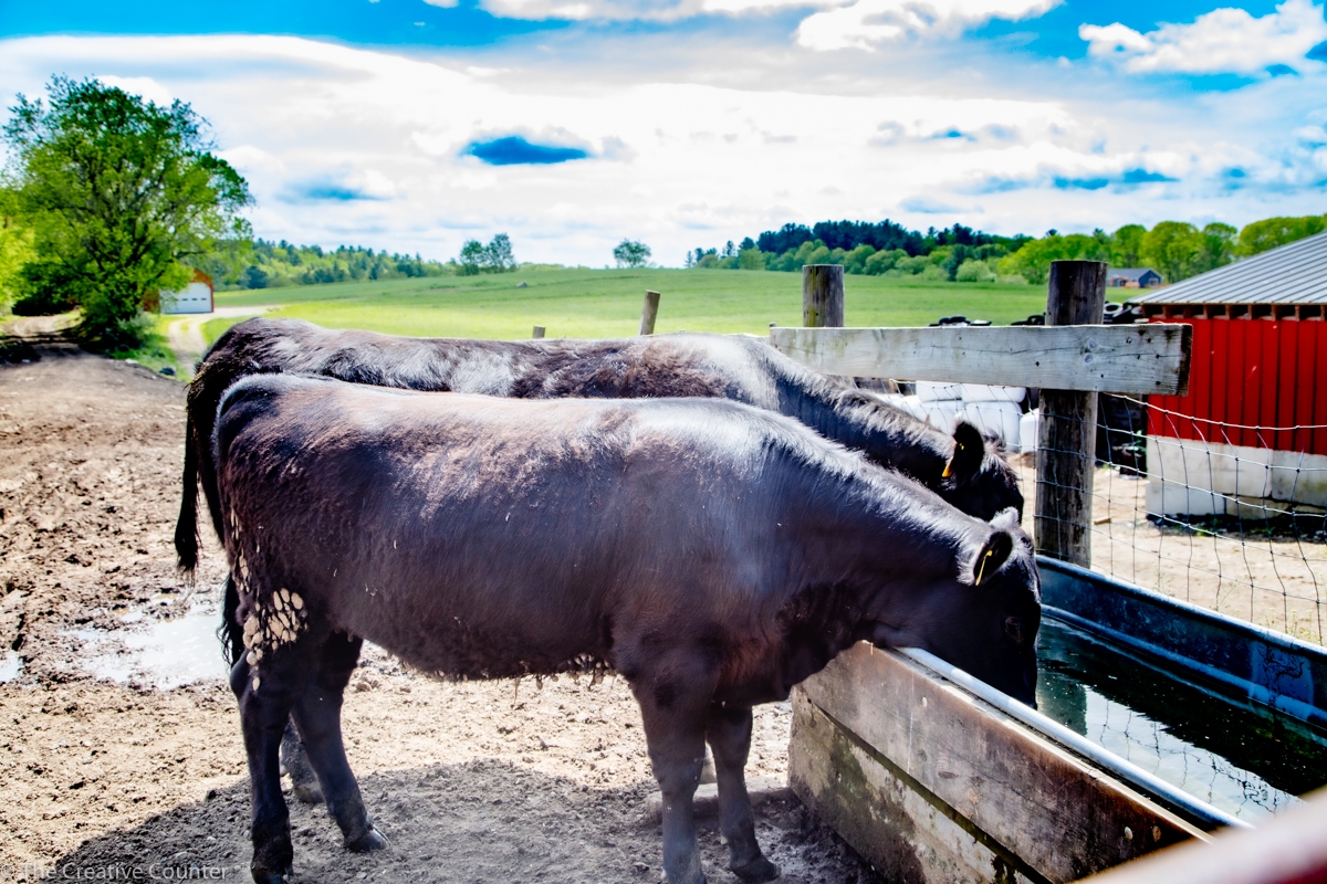 About Poplar Hill Farm